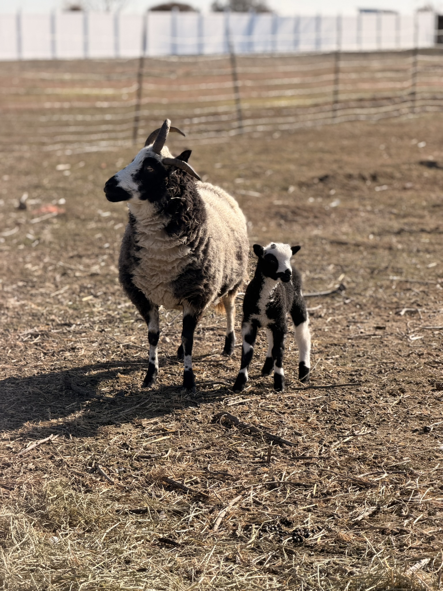 A spotted Jacob ewe with horns standing on dry pasture beside her black-and-white lamb